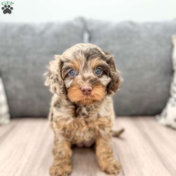 Princess, Cavapoo Puppy