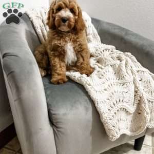 Baron, Cavapoo Puppy