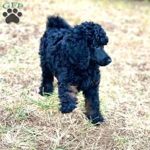 Bulma, Standard Poodle Puppy