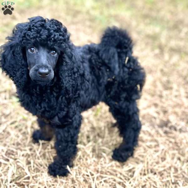 Bulma, Standard Poodle Puppy