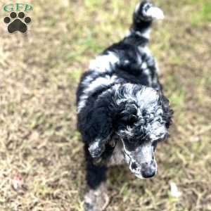 Makima, Standard Poodle Puppy