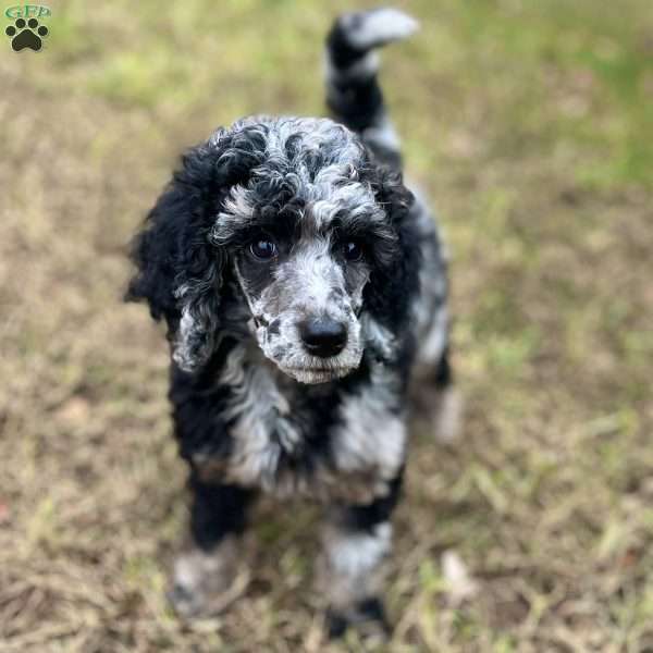 Makima, Standard Poodle Puppy