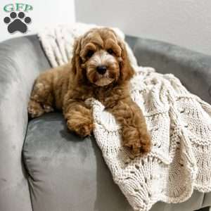 Baron, Cavapoo Puppy