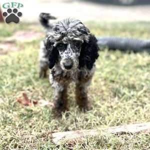 Rika, Standard Poodle Puppy