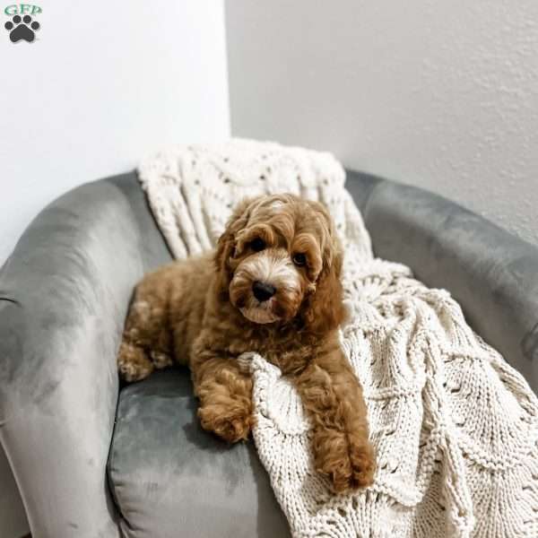 Baron, Cavapoo Puppy