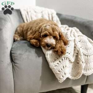 Baron, Cavapoo Puppy