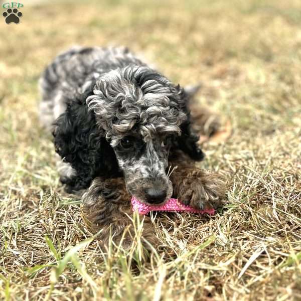 Rika, Standard Poodle Puppy