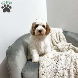 Banks, Cavapoo Puppy