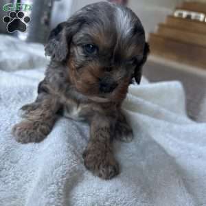 Cocoa, Cavapoo Puppy