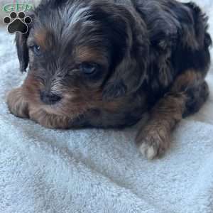 Mocha, Cavapoo Puppy