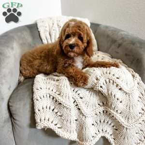 Bo, Cavapoo Puppy