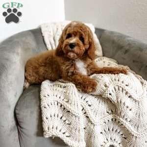 Bo, Cavapoo Puppy