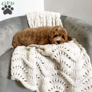 Bo, Cavapoo Puppy