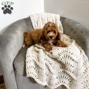 Bo, Cavapoo Puppy