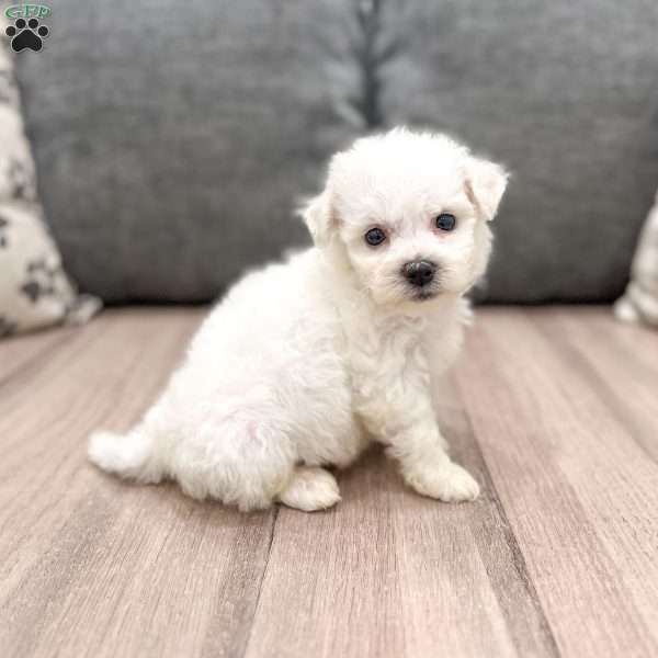 Aspen, Bichon Frise Puppy