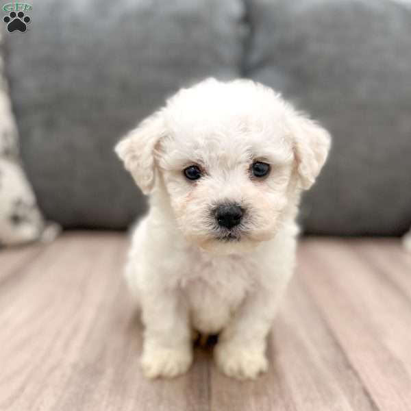 Casper, Bichon Frise Puppy