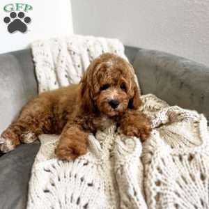 Bo, Cavapoo Puppy