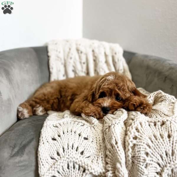 Bo, Cavapoo Puppy