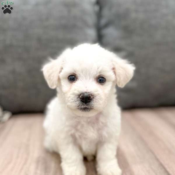 Brie, Bichon Frise Puppy