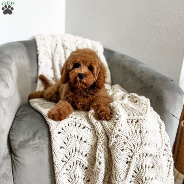 Bennet, Cavapoo Puppy