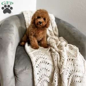 Bennet, Cavapoo Puppy