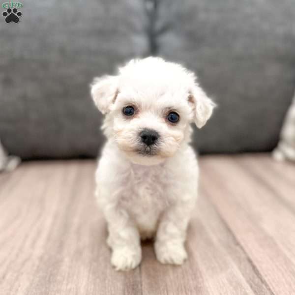 Coconut, Bichon Frise Puppy