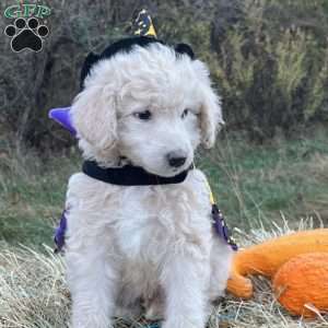 Gomez Addams, Mini Goldendoodle Puppy