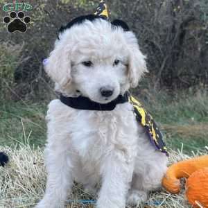 Gomez Addams, Mini Goldendoodle Puppy