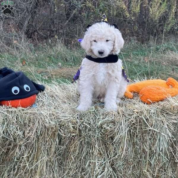 Gomez Addams, Mini Goldendoodle Puppy