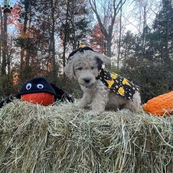 Fester Addams, Mini Goldendoodle Puppy