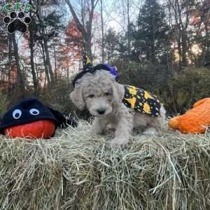 Fester Addams, Mini Goldendoodle Puppy