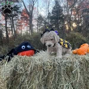 Fester Addams, Mini Goldendoodle Puppy