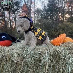 Fester Addams, Mini Goldendoodle Puppy