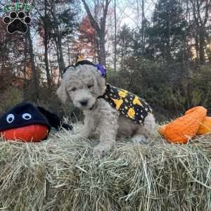 Fester Addams, Mini Goldendoodle Puppy