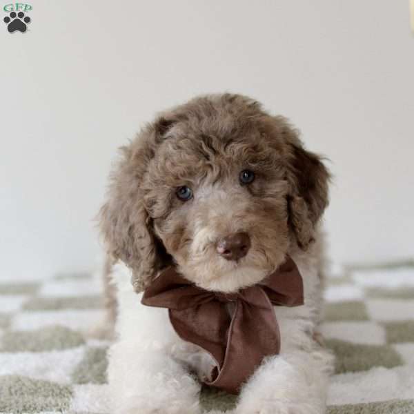 Rocky, Standard Poodle Puppy