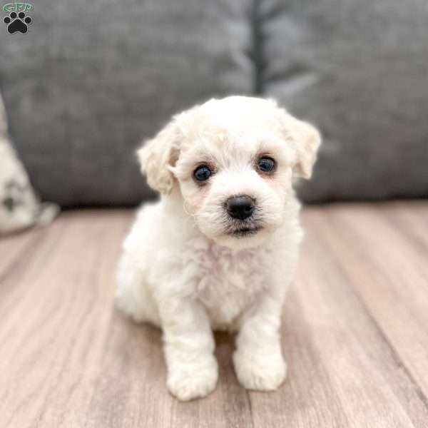 Everest, Bichon Frise Puppy