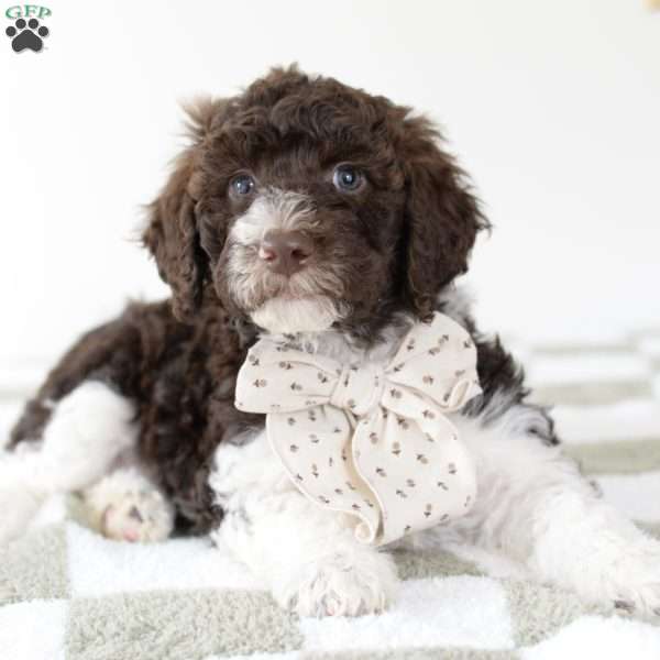 Maple, Standard Poodle Puppy