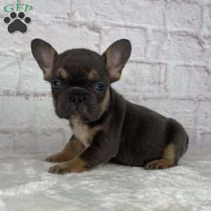 Scarlet, French Bulldog Puppy