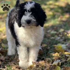 MOLLY, Bernedoodle Puppy