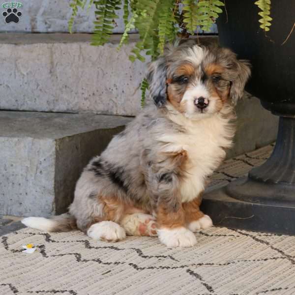 Clyde, Mini Bernedoodle Puppy