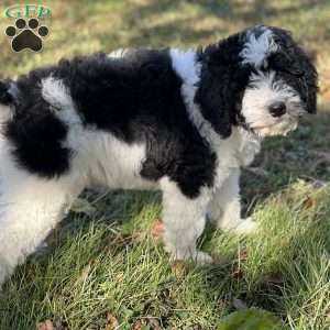 MOLLY, Bernedoodle Puppy