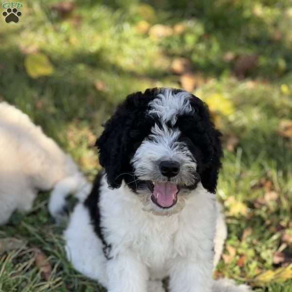 MOLLY, Bernedoodle Puppy