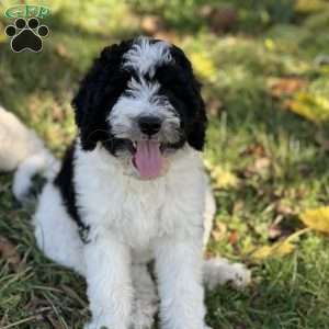 MOLLY, Bernedoodle Puppy