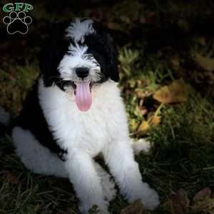 MOLLY, Bernedoodle Puppy