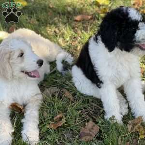 MOLLY, Bernedoodle Puppy