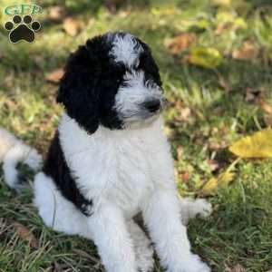 MOLLY, Bernedoodle Puppy