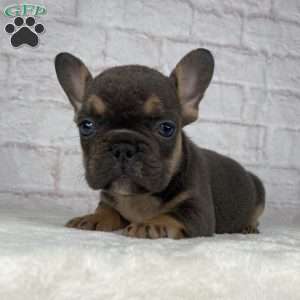 Scarlet, French Bulldog Puppy