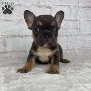 Scarlet, French Bulldog Puppy