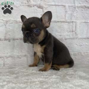 Scarlet, French Bulldog Puppy