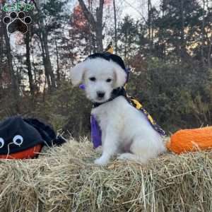 Wednesday Addams, Mini Goldendoodle Puppy